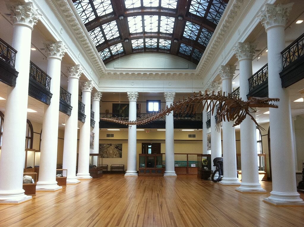 Dinosaur skeleton in a large hall with white columns at the Alabama Museum of Natural History