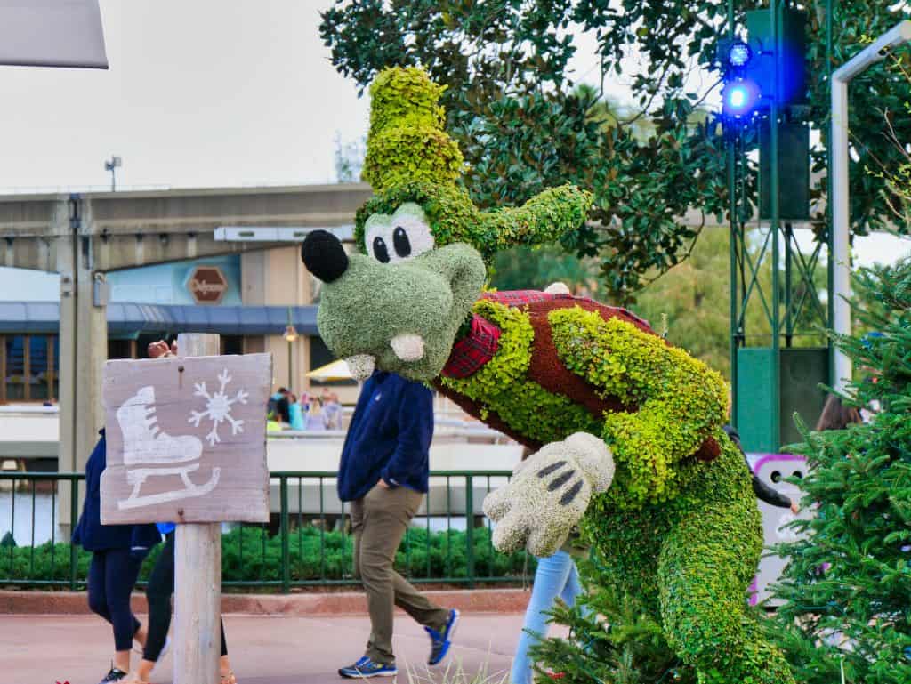 Goofy made from a bush with a scarf on at Epcot at Christmas