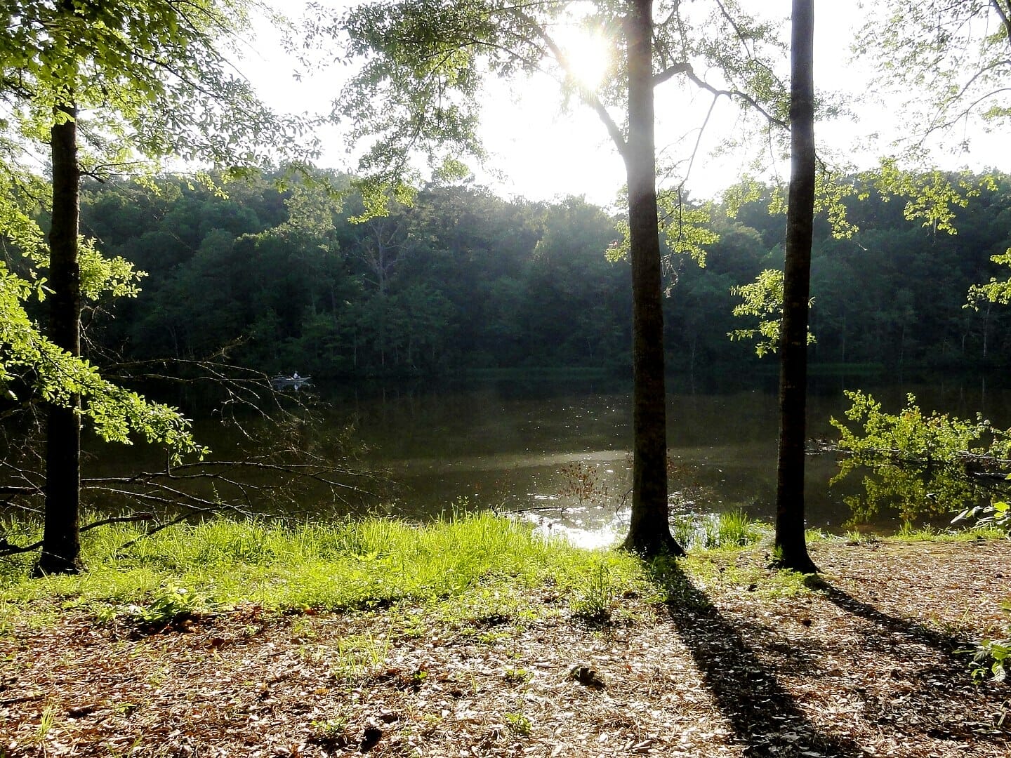 Trees in front of a river at Lake Lurleen State Park