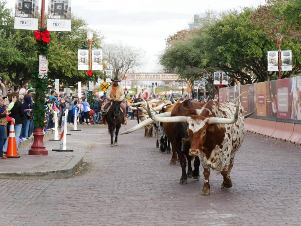 A cattle drive at Fort Worth with bulls walking down the road and a cowboy on a horse