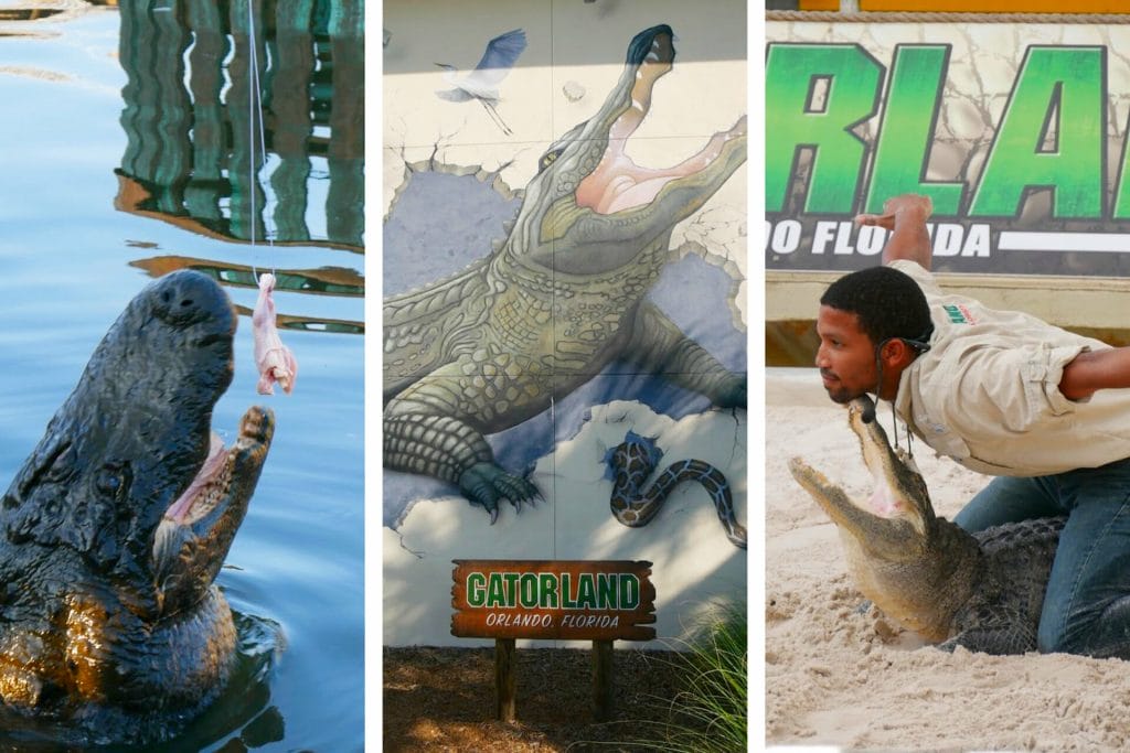 The Ultimate Gatorland Florida Review