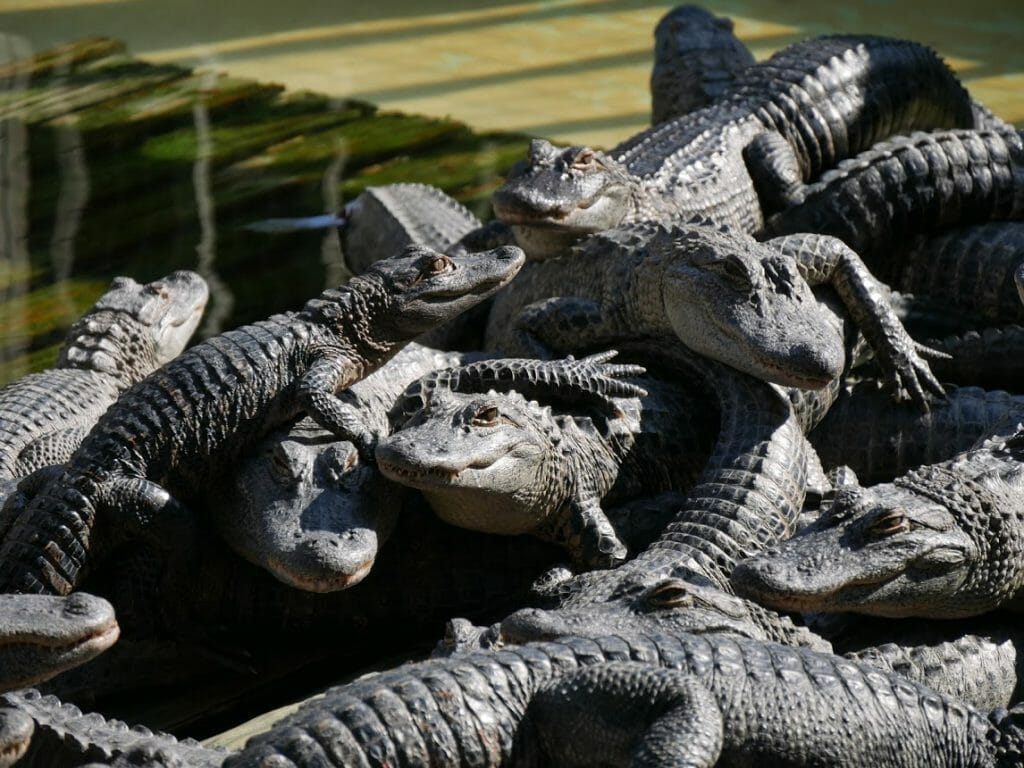 A mound of baby alligators