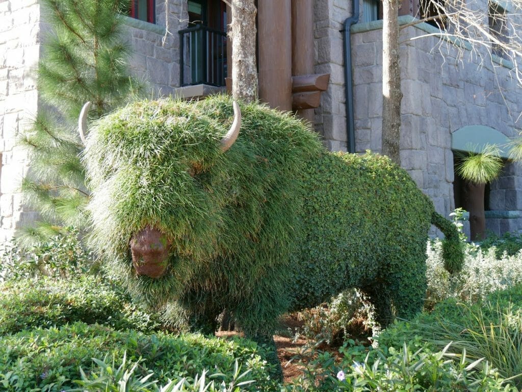 A Bison hedge at Wilderness Lodge resort