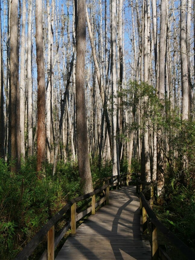 Trees in a swamp with a path through