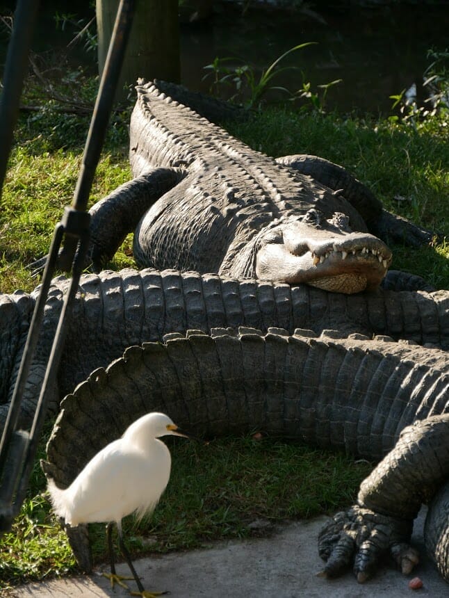 Some alligators lying on each other