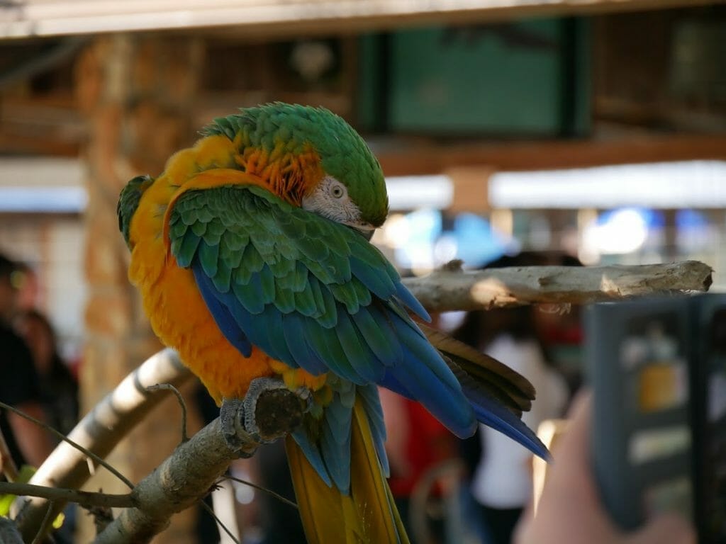 A parrot