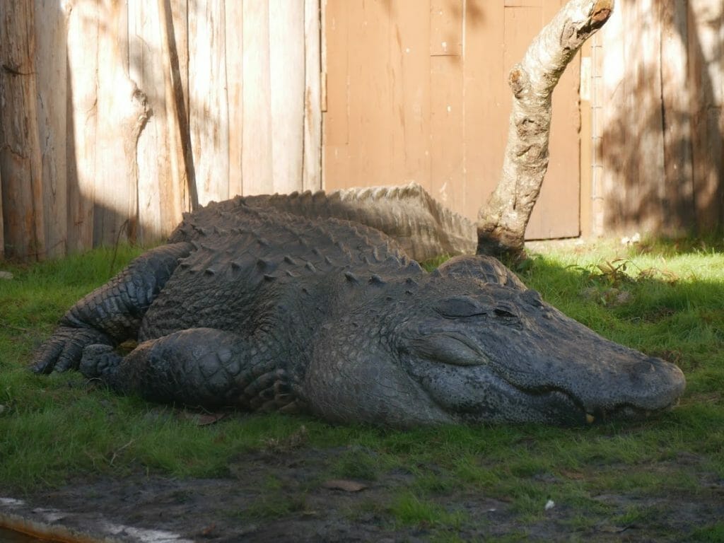 A really large alligator