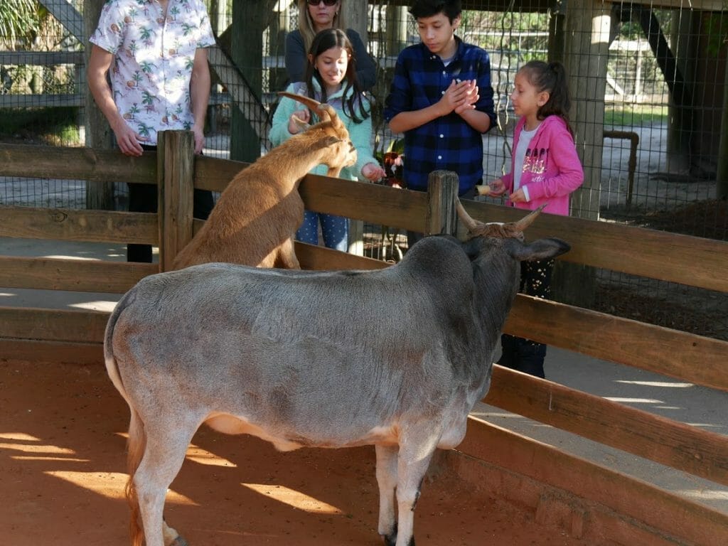 A goat with some children