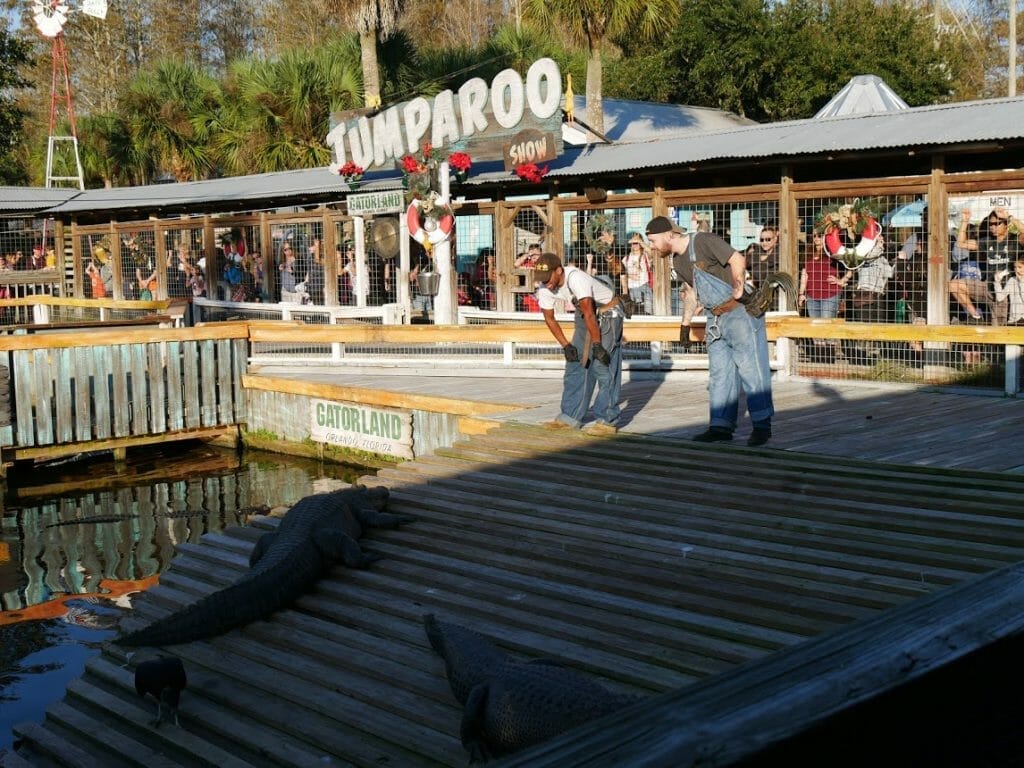 Two staff members talking to an alligator during the alligator show at Gatorland Florida