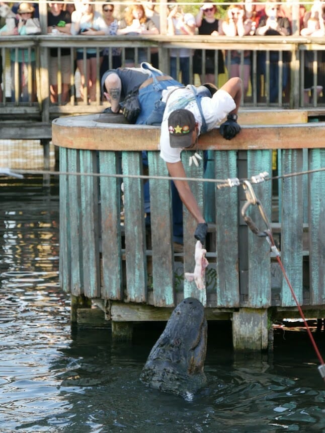 A staff member leaning over water feeding an alligator some chicken