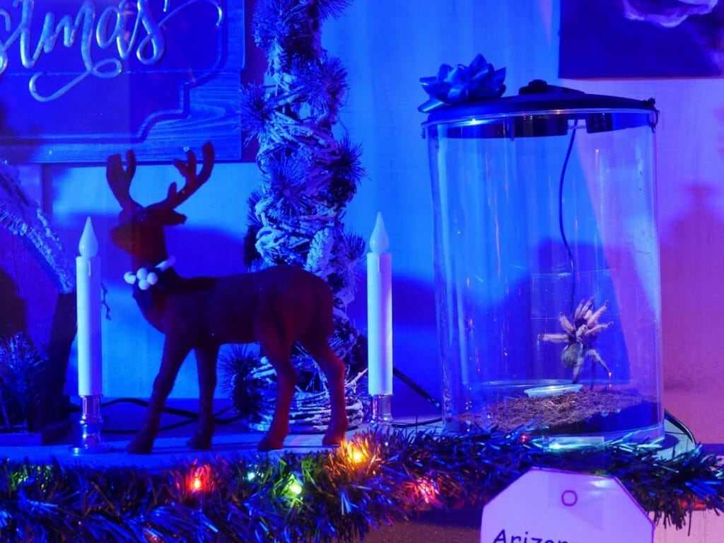 Christmas decorations inside a Gatorland spider exhibit