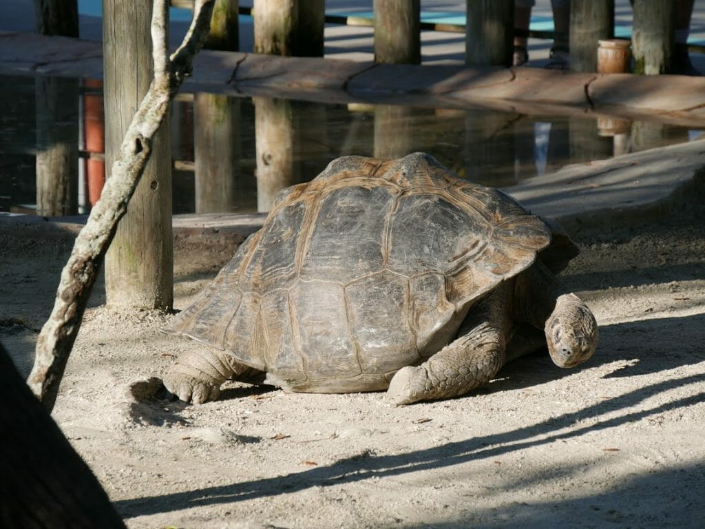 central-florida-zoo