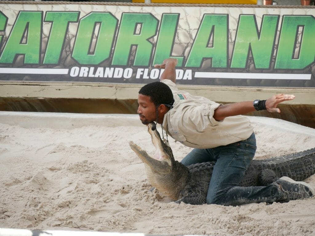 A staff member posing with his chin on an alligator's open mouth with Gatorland Orlando Florida sign behind