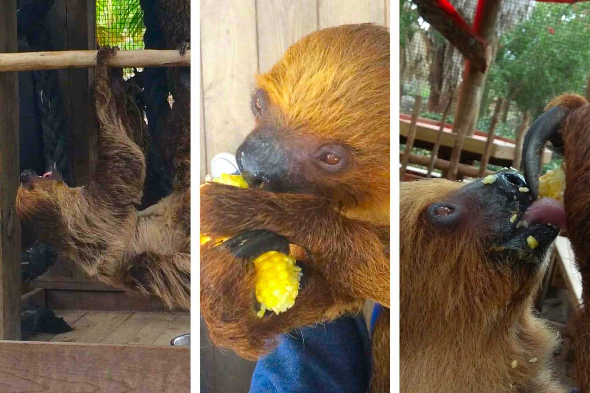 Wild Florida VIP Sloth Experience Review (+ Adorable Pics!) via @allamericanatlas