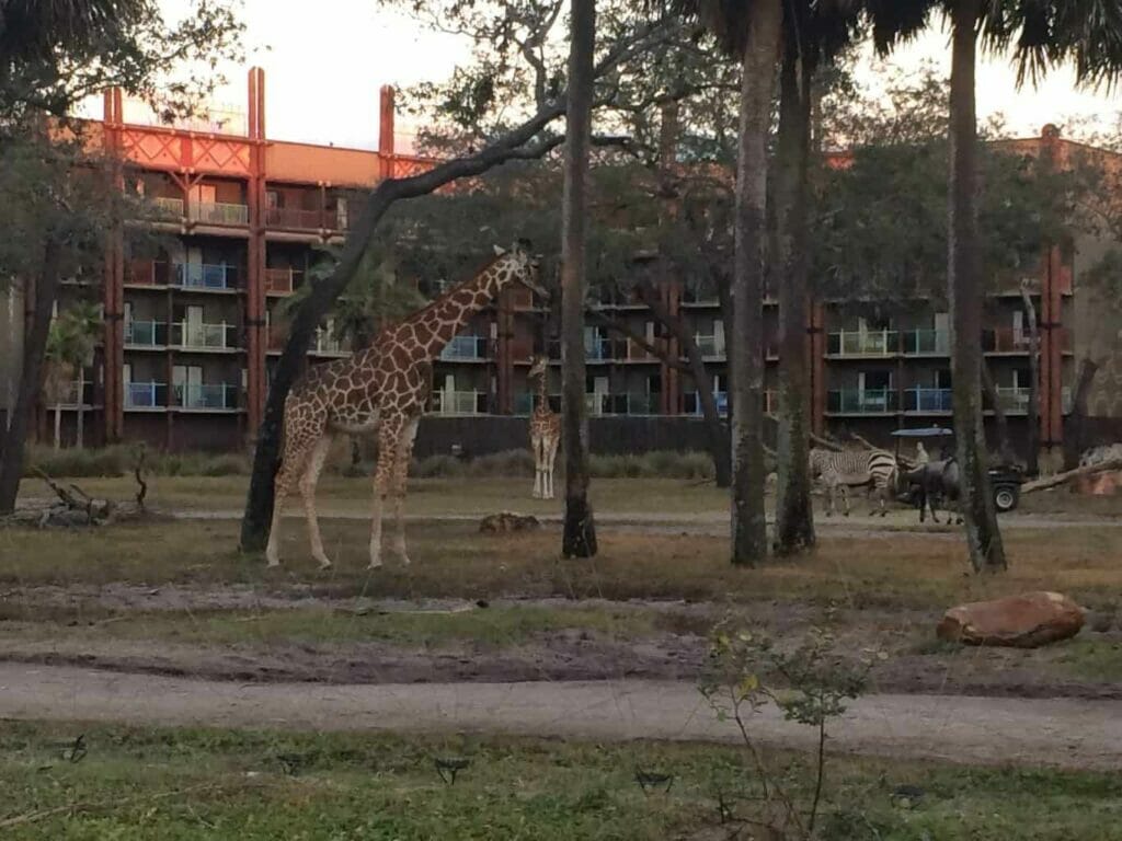 animal kingdom lodge culinary tour 2022