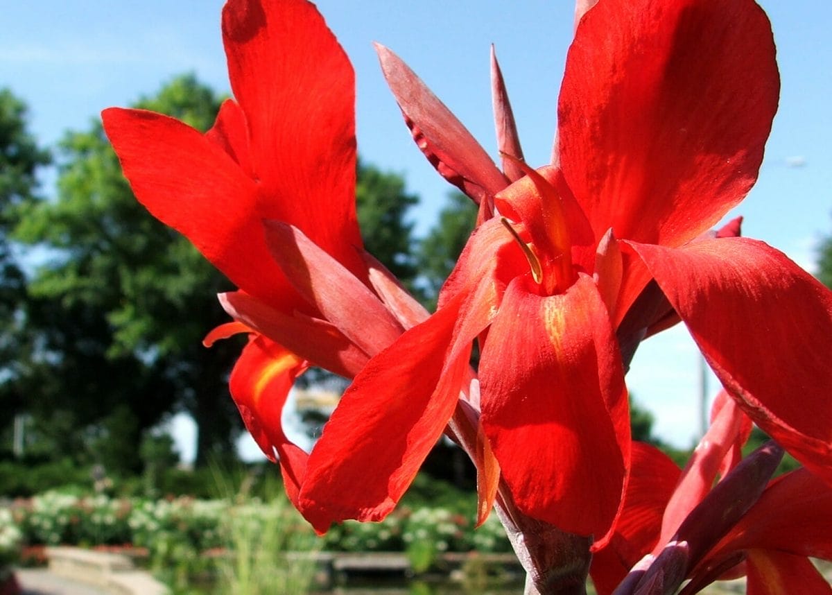Close up on a red flower in Antelope Park in Lincoln Nebraska.