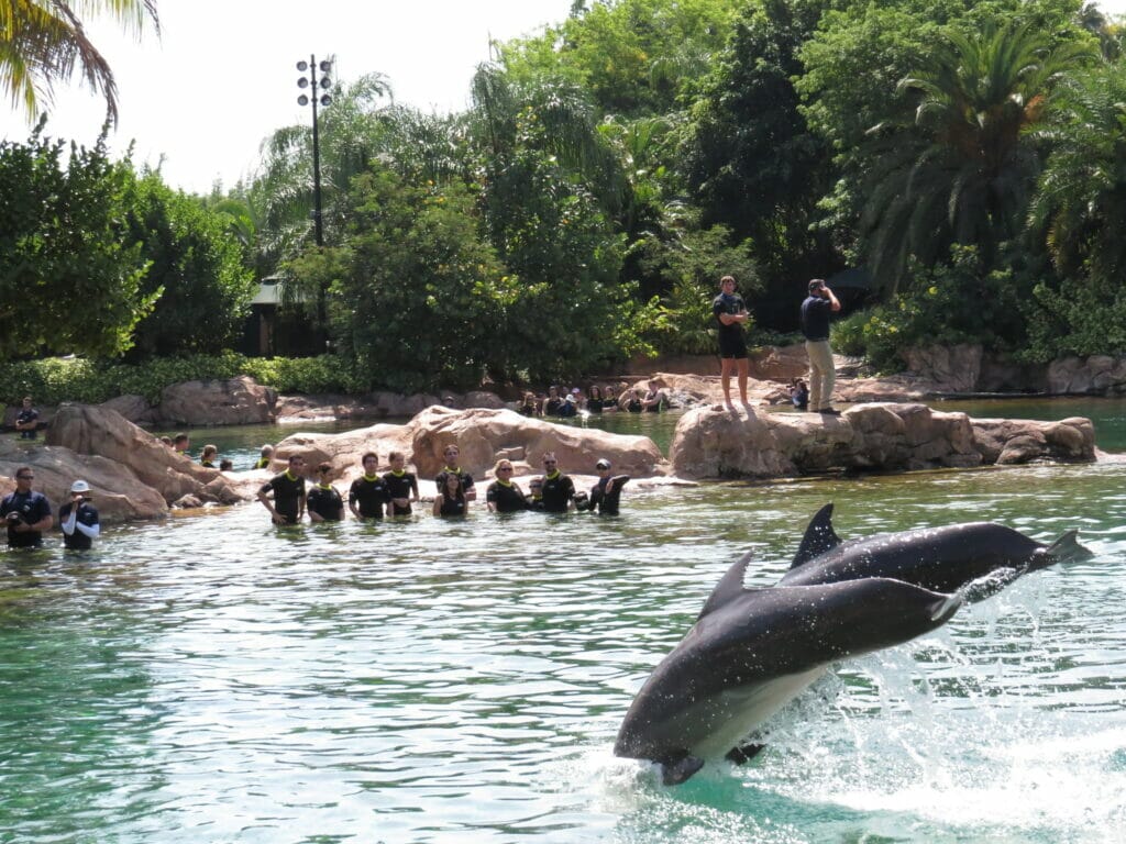 dolphins-at-discovery-cove