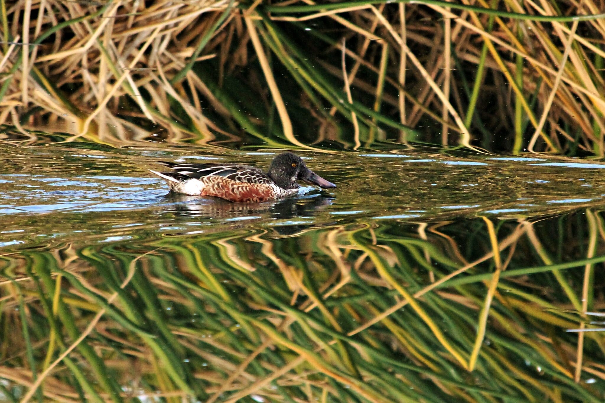 A duck on the water at the Henderson Bird Viewing Preserve