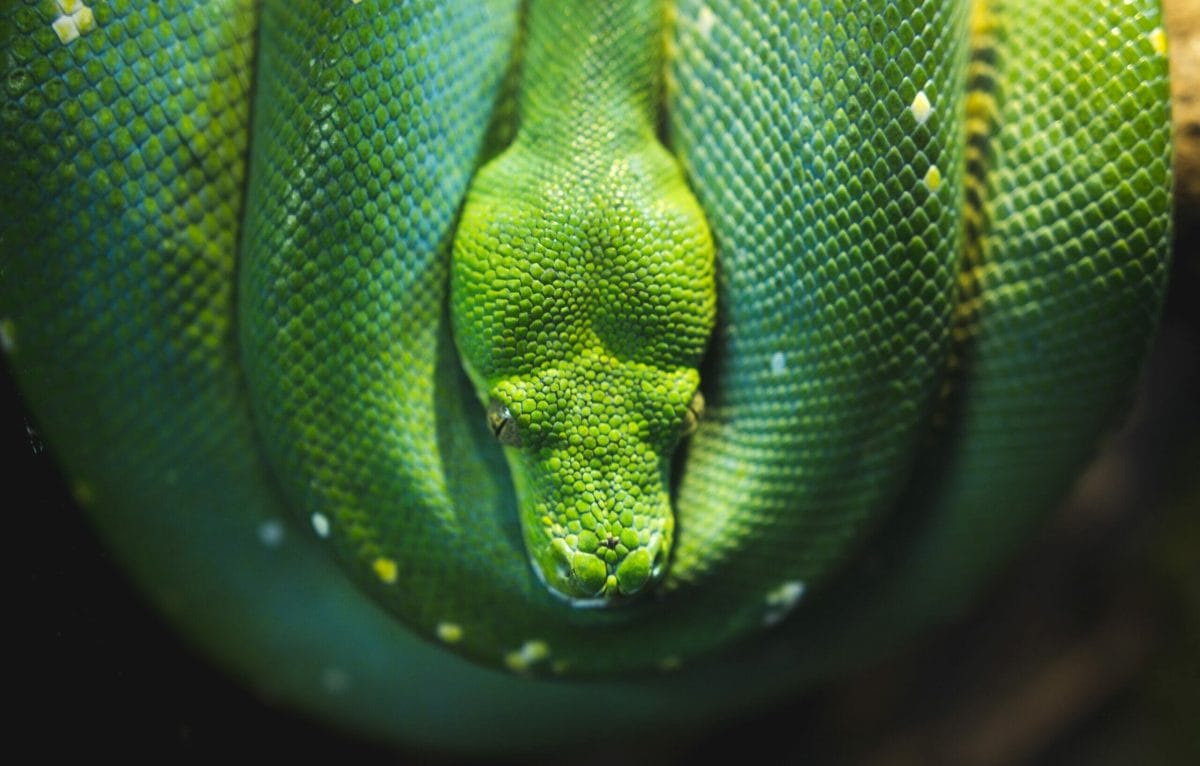 Close-up of a green snake