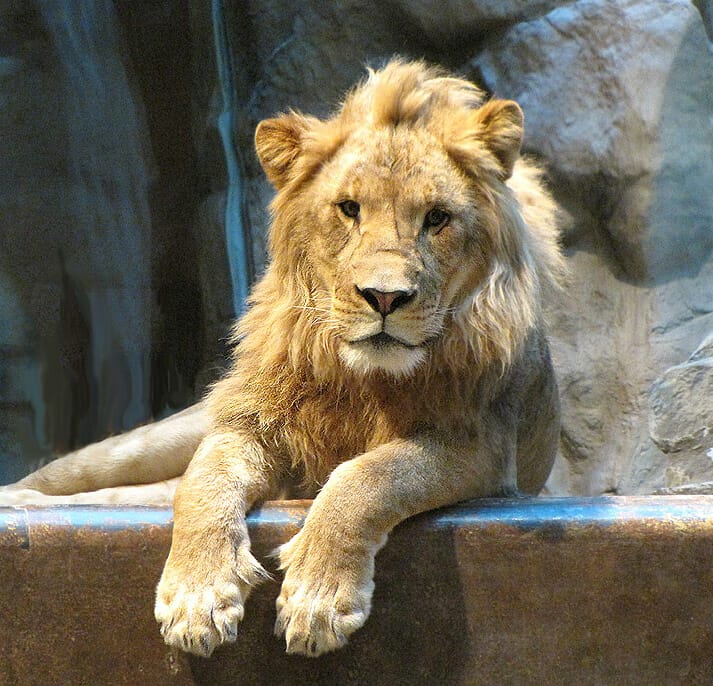 Close-up of a male lion