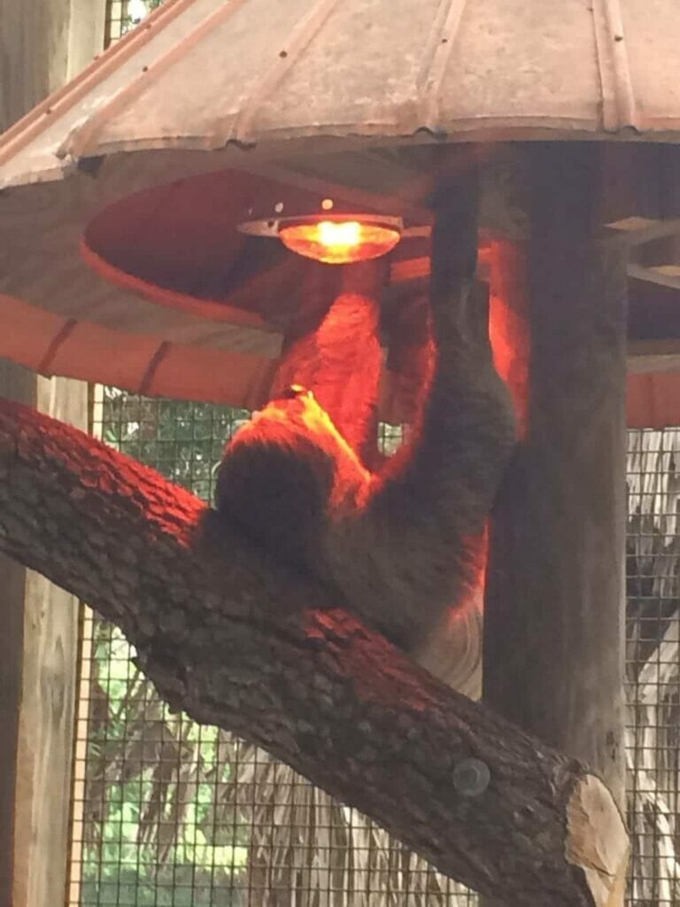 Sloth at Wild Florida