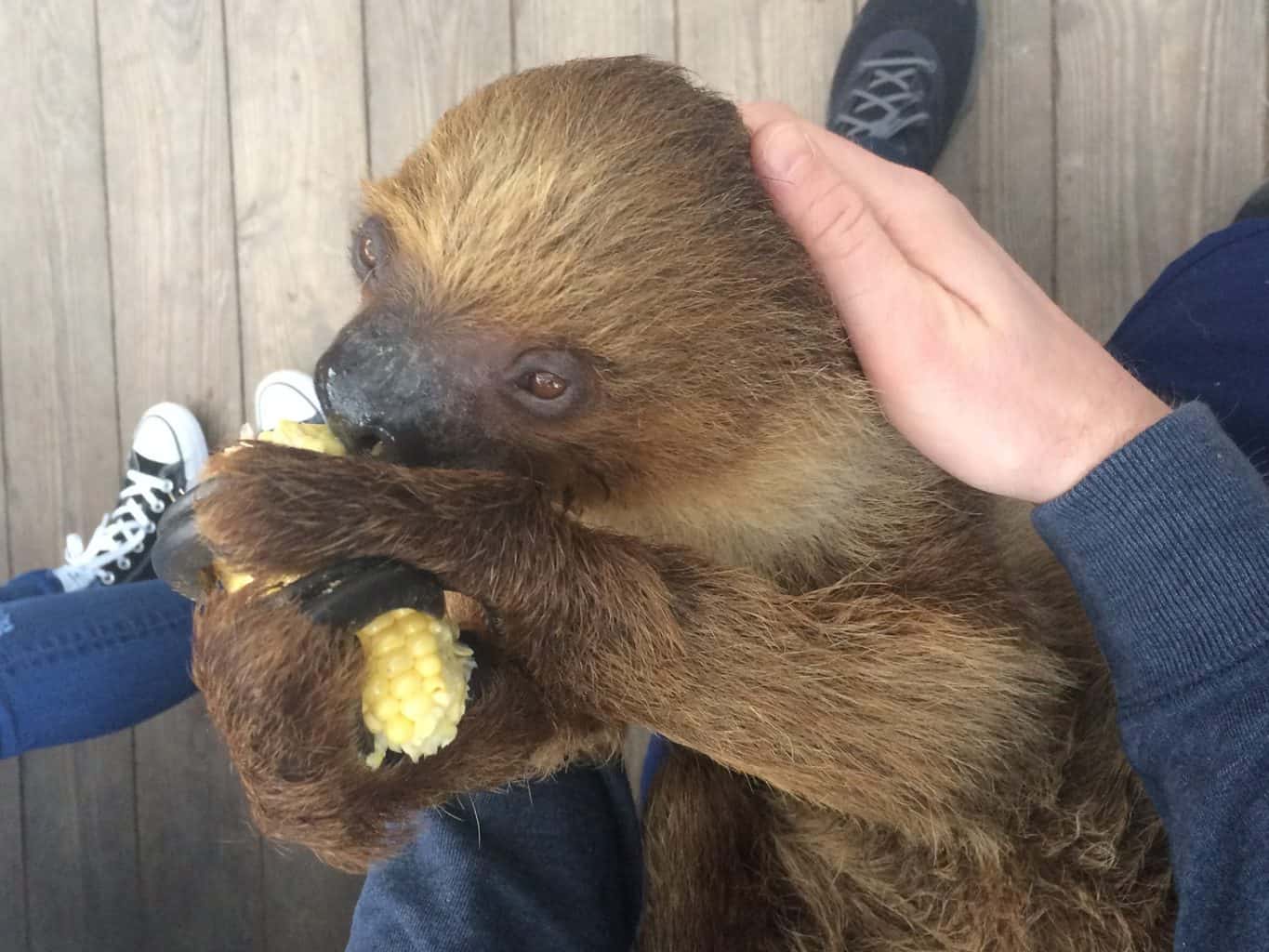 Wild Florida VIP Sloth Experience Review (+ Adorable Pics!)
