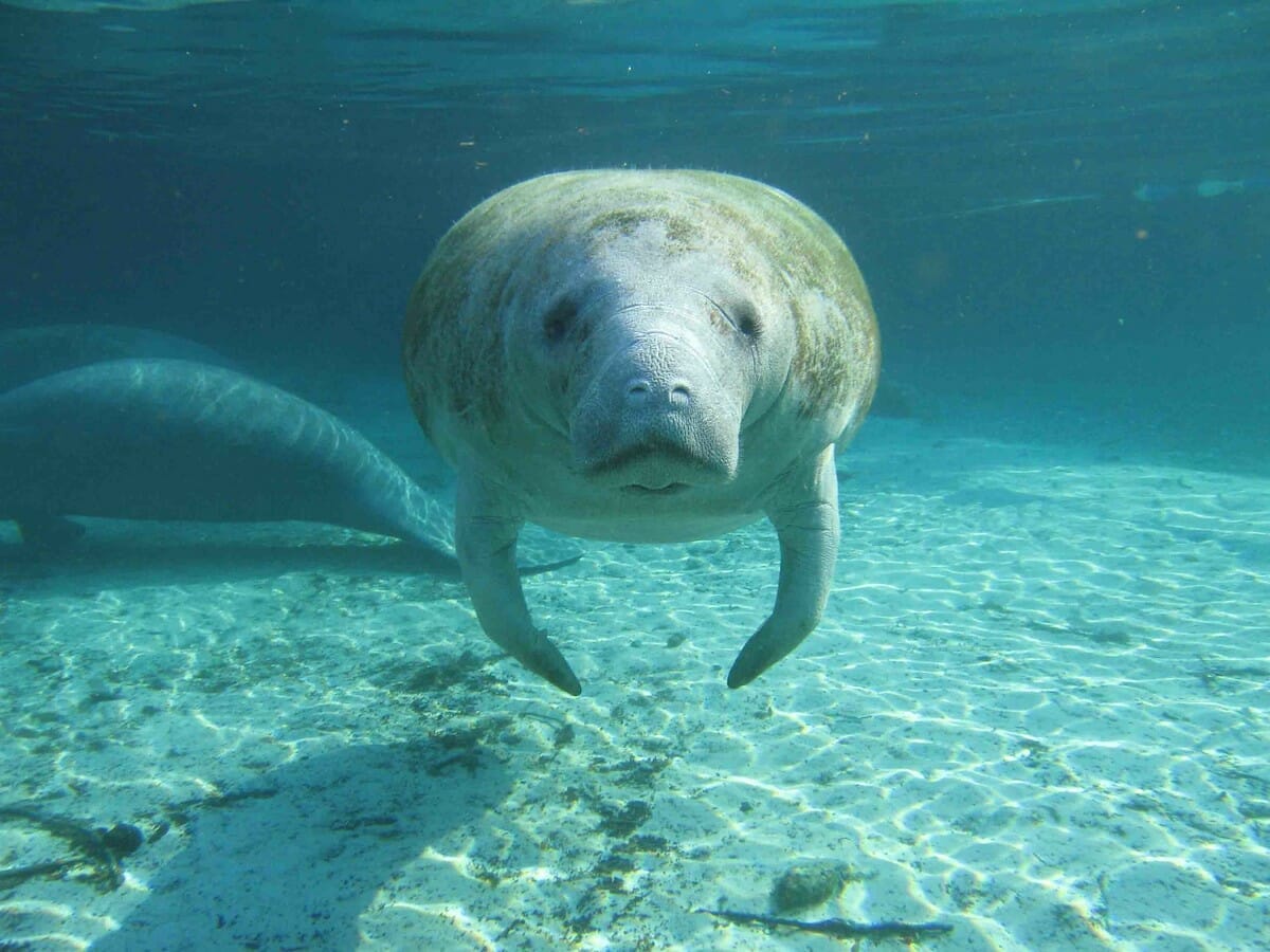 Underwater photo of a manatee looking into the camera in Crystal River, Florida