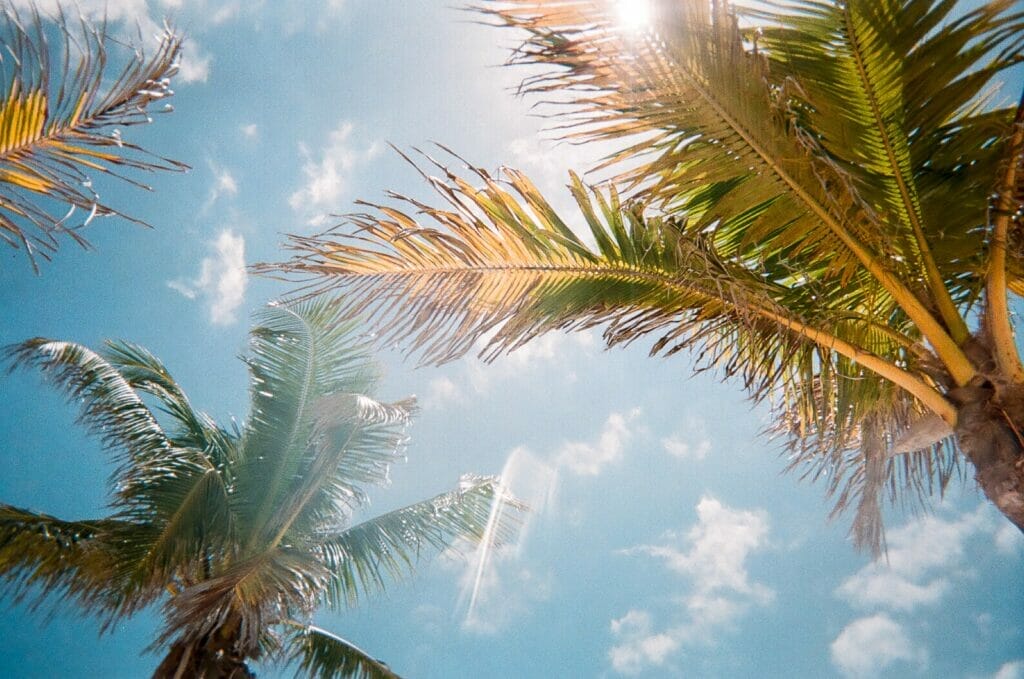 palm trees and blue sky