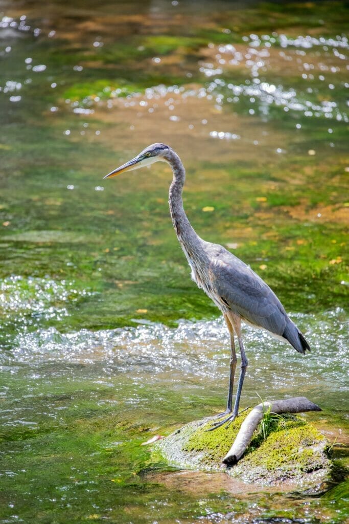 Florida bird