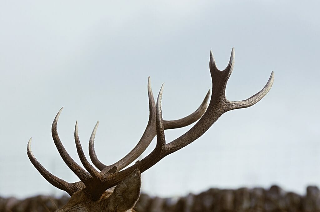 caribou antlers