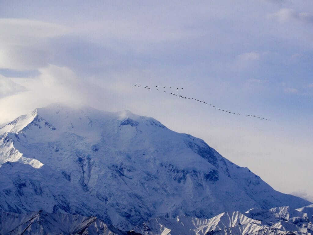 denali national park