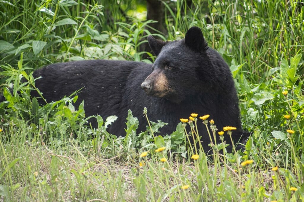 black bear in alaska