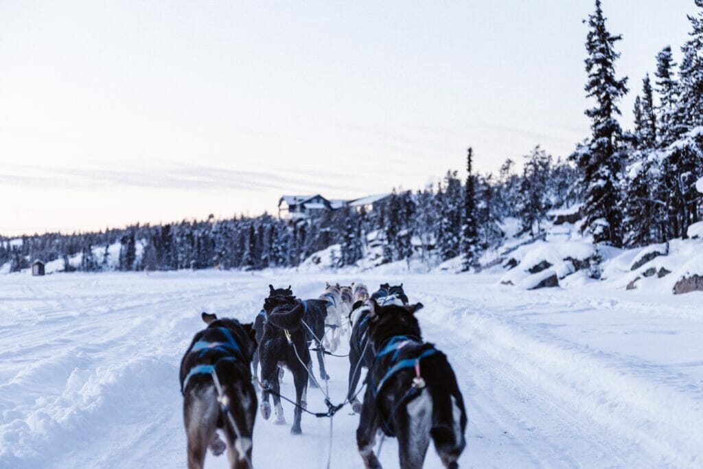 dog racing in alaska