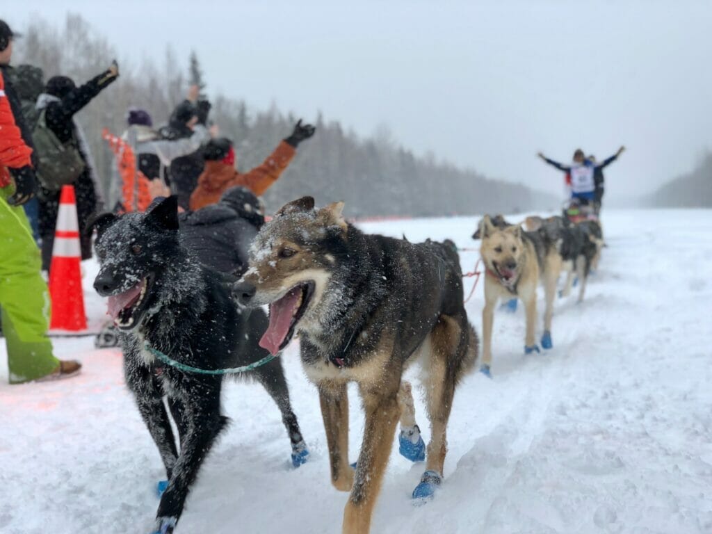 iditarod in nome