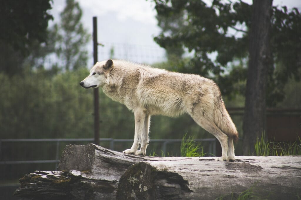 wolf in yukon delta