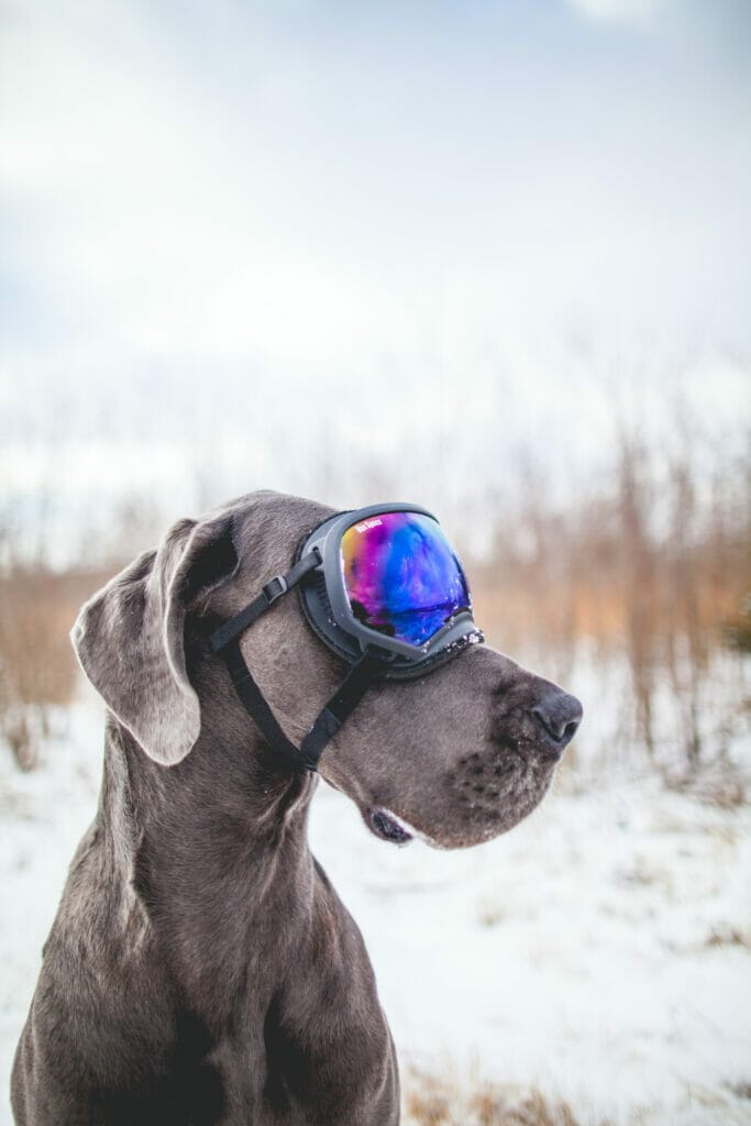 dog with ski goggles