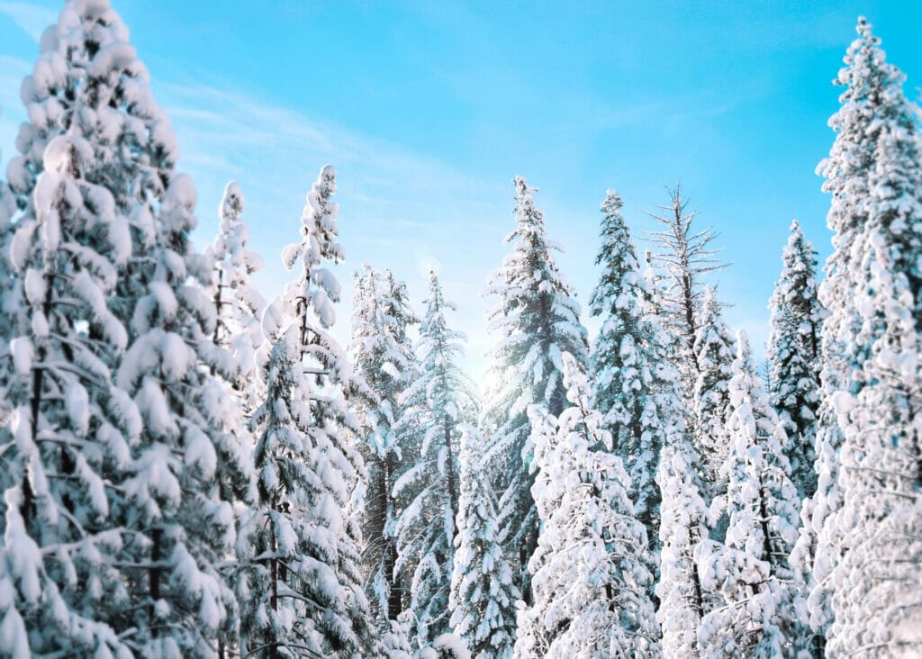 snow on trees