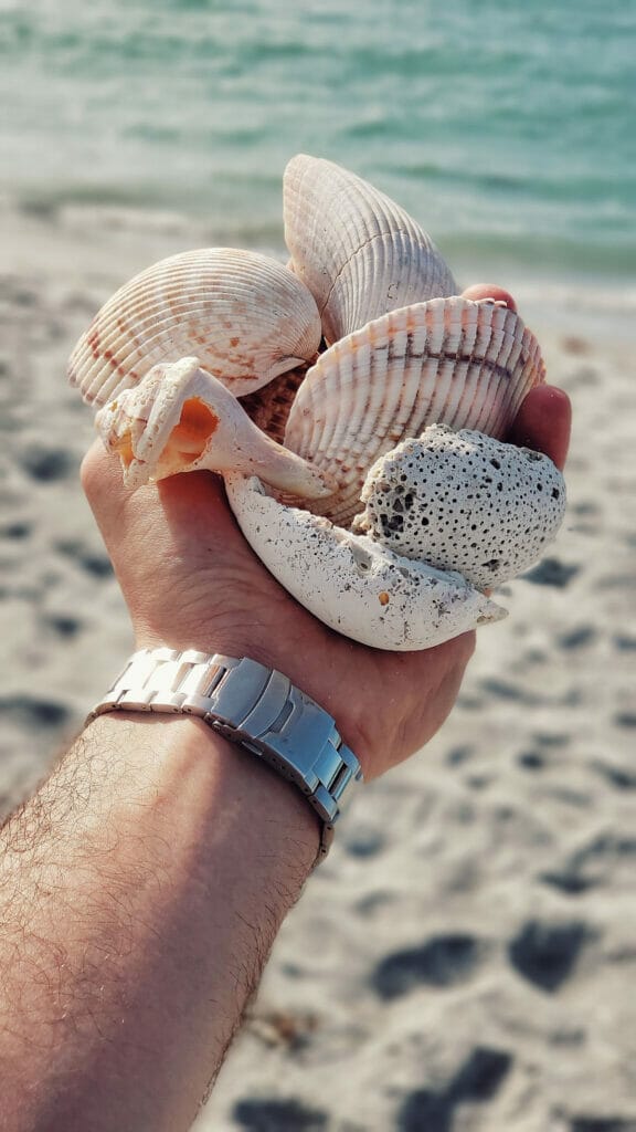 hand holding seashells on the beach