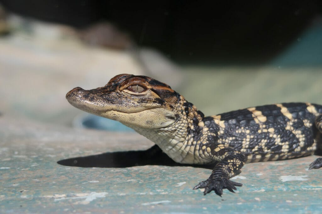 alligator