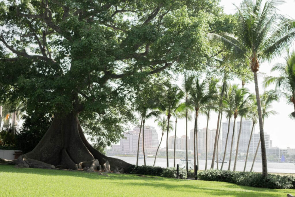 tree and city in florida