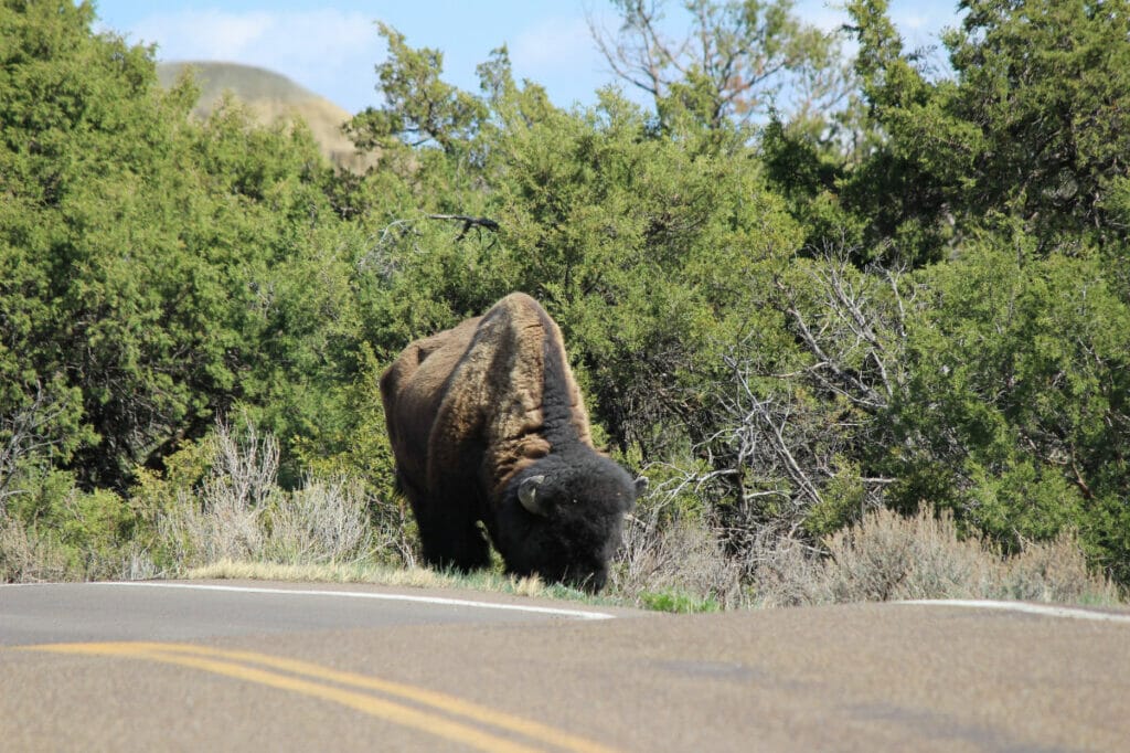 bison on the side of the road