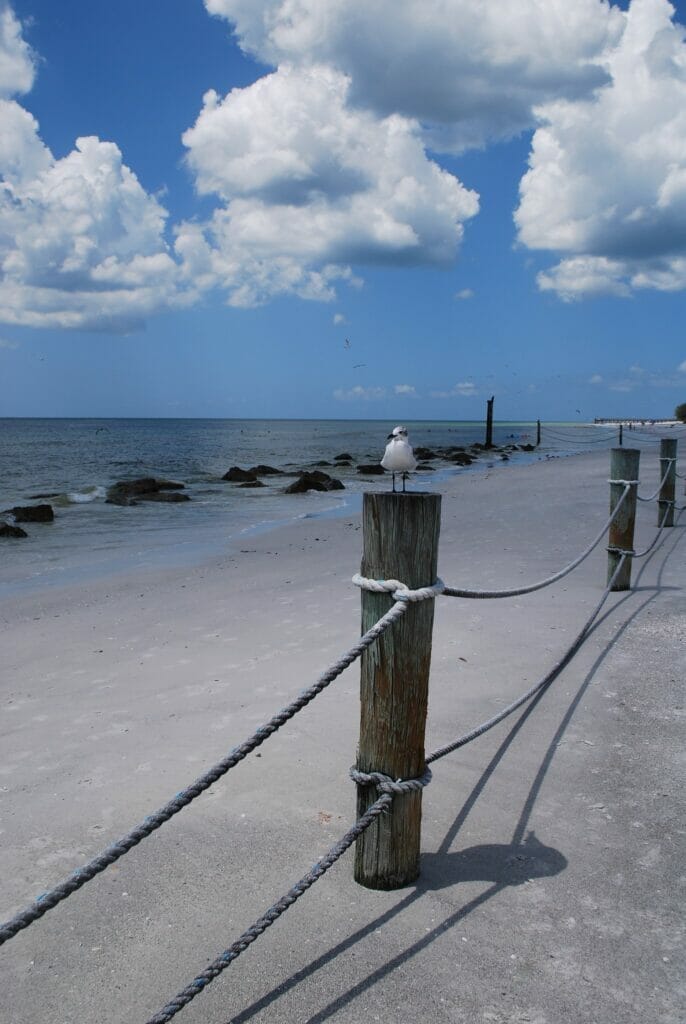 bird on a pole at north redington beach florida