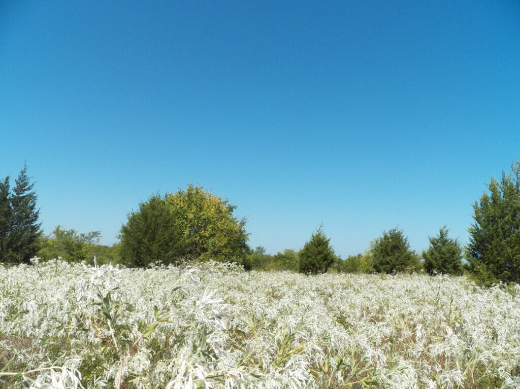 Caddo National Grassland