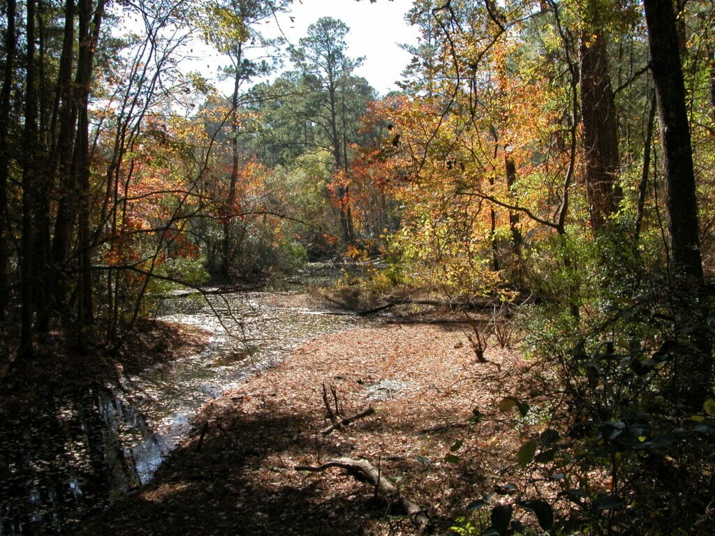 Davy Crockett National Forest