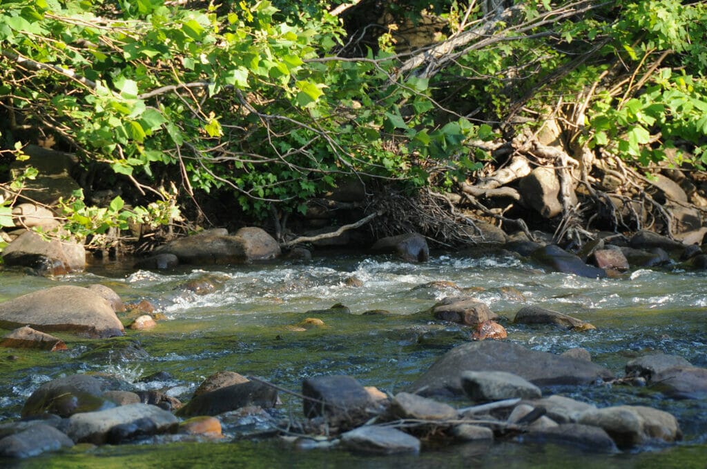 Ouachita National Forest