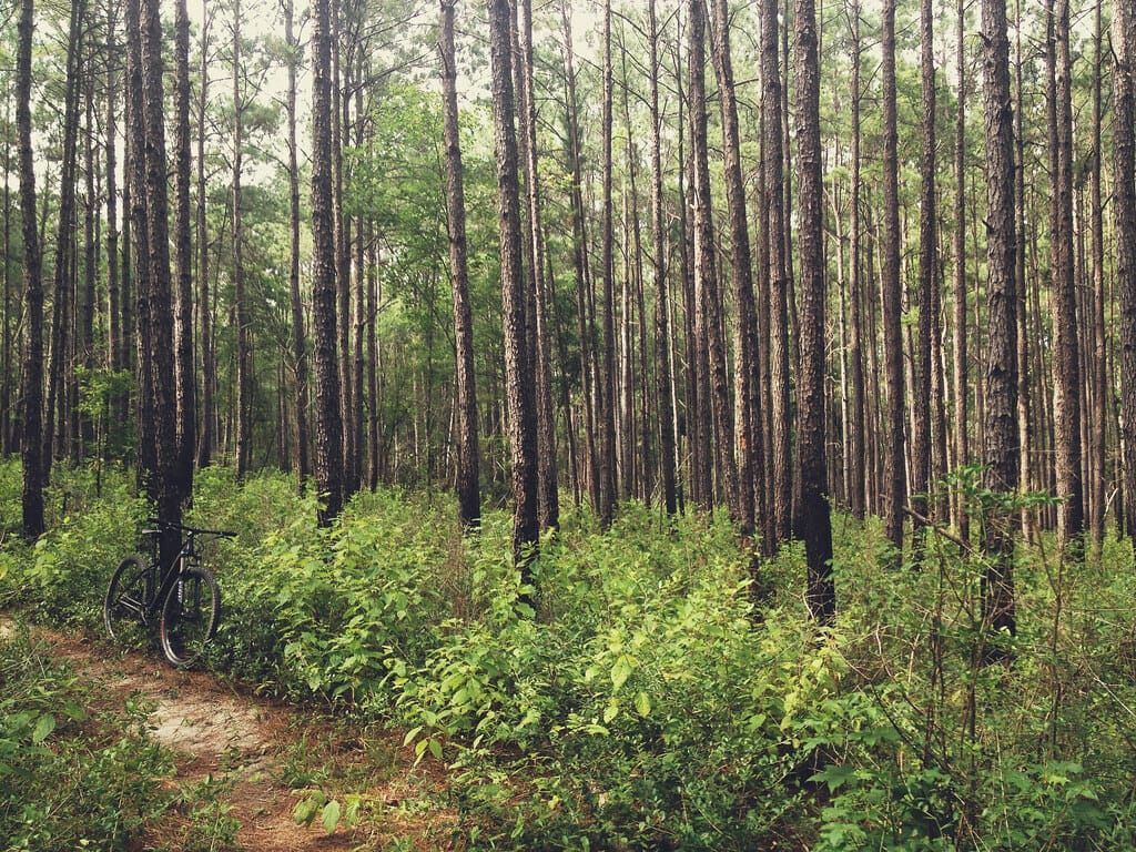 Sam Houston National Forest