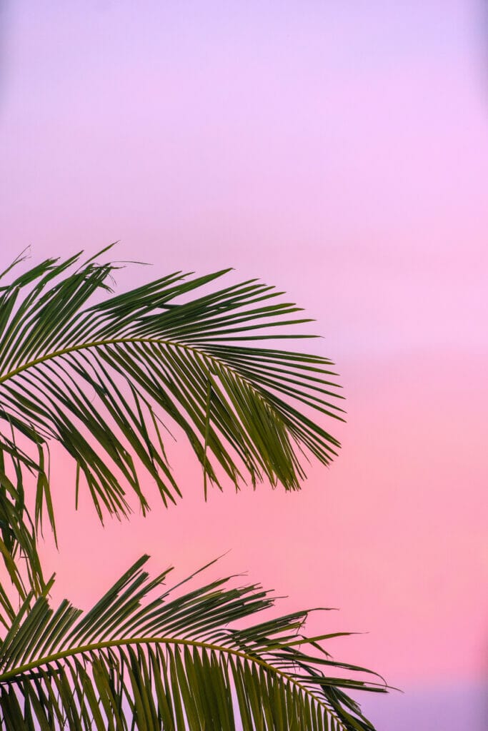 palm tree leaf in sunset