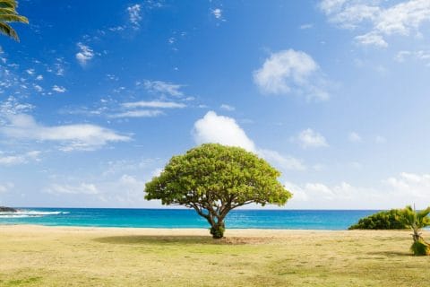 51 Inspiring Tree Instagram Captions for the Perfect Post