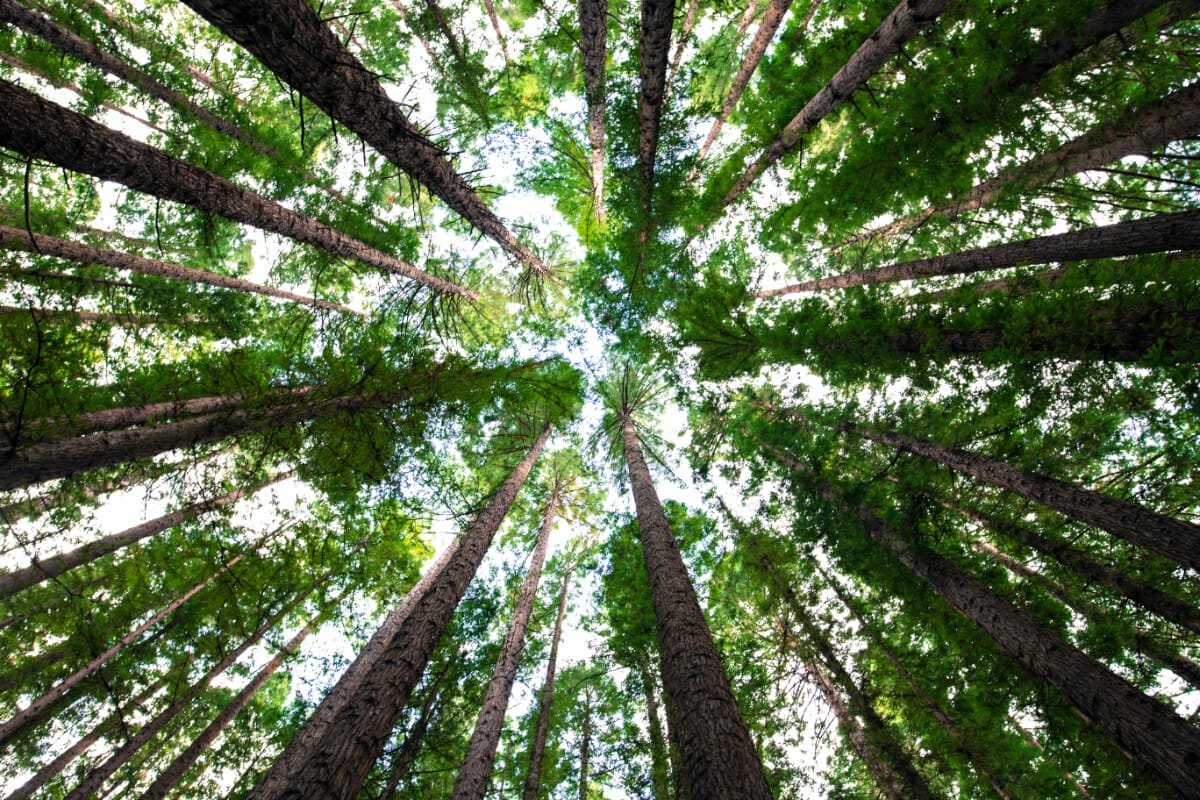 51 Inspiring Tree Instagram Captions For The Perfect Post 51-inspiring-tree-instagram-captions-for-the-perfect-post
