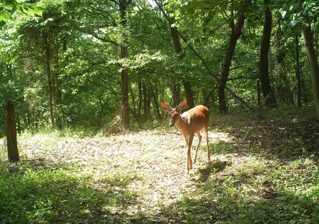 deer in a grassy clearing